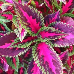Buntnessel 'Ruby Road' Dunkelviolett-pink-grün, Topf-Ø 12 Cm, 6er-Set