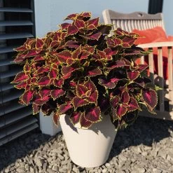 Buntnessel 'Hollywood Boulevard' Dunkelrot-pink-grün, Topf-Ø 12 Cm, 6er-Set 11 Buntnessel 'Hollywood Boulevard' Dunkelrot-pink-grün, Topf-Ø 12 Cm, 6er-Set -Gartenbedarf Verkäufe 0610180255 Solenostemon scut T12 Hollywood Boulevard 6er Set WS 1 94328