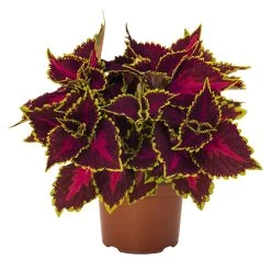 Buntnessel 'Hollywood Boulevard' Dunkelrot-pink-grün, Topf-Ø 12 Cm, 6er-Set 12 Buntnessel 'Hollywood Boulevard' Dunkelrot-pink-grün, Topf-Ø 12 Cm, 6er-Set -Gartenbedarf Verkäufe 0610180255 Solenostemon scut T12 Hollywood Boulevard 6er Set WS 3 94330