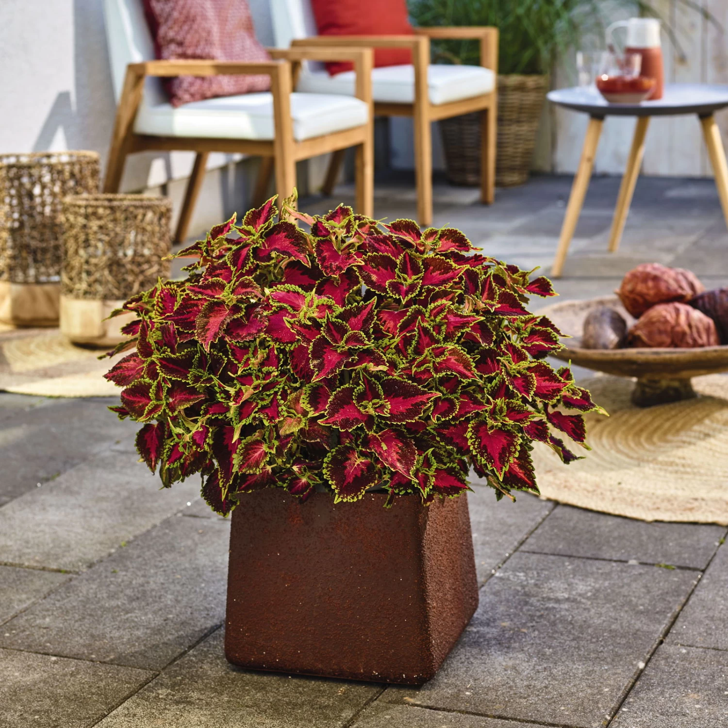 Buntnessel 'Hollywood Boulevard' Dunkelrot-pink-grün, Topf-Ø 12 Cm, 6er-Set 2 Buntnessel 'Hollywood Boulevard' Dunkelrot-pink-grün, Topf-Ø 12 Cm, 6er-Set – Bild 2