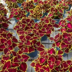 Buntnessel 'Hollywood Boulevard' Dunkelrot-pink-grün, Topf-Ø 12 Cm, 6er-Set 13 Buntnessel 'Hollywood Boulevard' Dunkelrot-pink-grün, Topf-Ø 12 Cm, 6er-Set -Gartenbedarf Verkäufe 0610180255 Solenostemon scut T12 Hollywood Boulevard 6er Set WS 5 94329