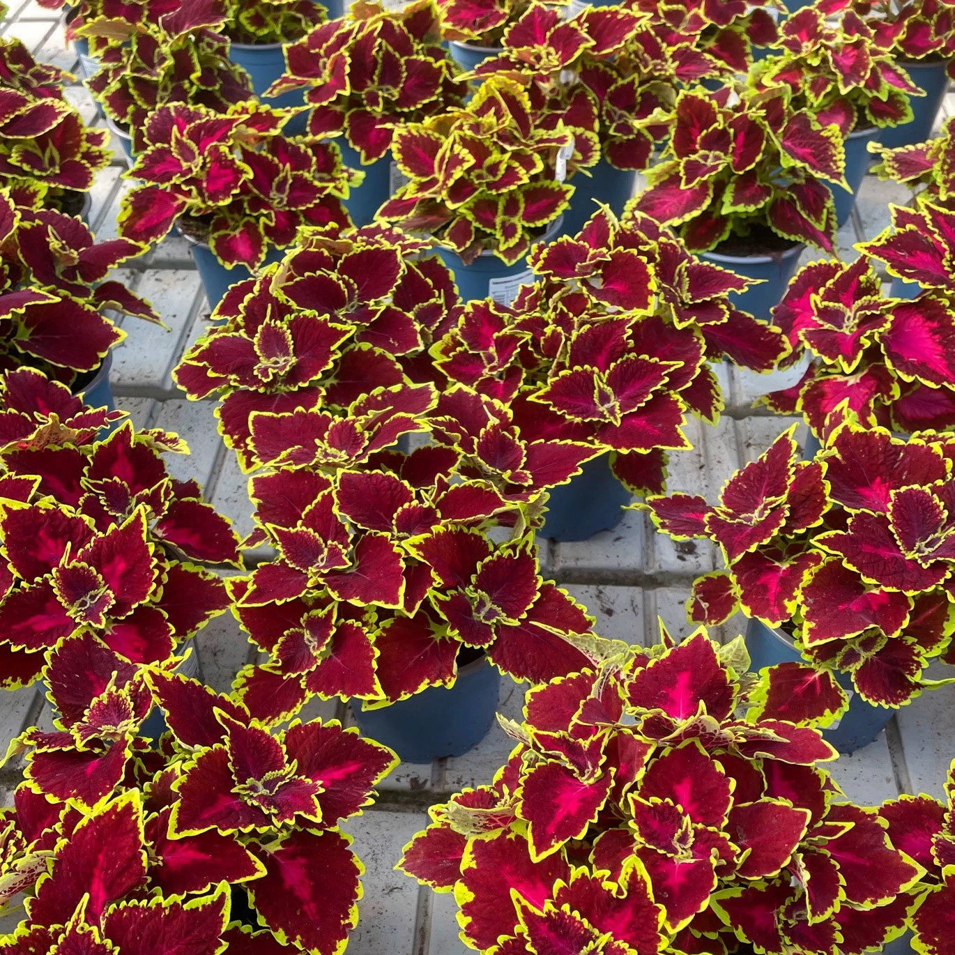 Buntnessel 'Hollywood Boulevard' Dunkelrot-pink-grün, Topf-Ø 12 Cm, 6er-Set 5 Buntnessel 'Hollywood Boulevard' Dunkelrot-pink-grün, Topf-Ø 12 Cm, 6er-Set – Bild 5