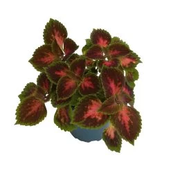 Buntnessel 'Hollywood Boulevard' Dunkelrot-pink-grün, Topf-Ø 12 Cm, 6er-Set 15 Buntnessel 'Hollywood Boulevard' Dunkelrot-pink-grün, Topf-Ø 12 Cm, 6er-Set -Gartenbedarf Verkäufe 0610180255 Solenostemon scut T12 Hollywood Boulevard 6er Set WS2 3 96106