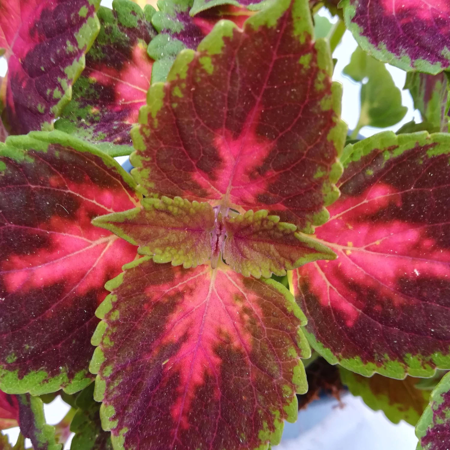 Buntnessel 'Hollywood Boulevard' Dunkelrot-pink-grün, Topf-Ø 12 Cm, 6er-Set 6 Buntnessel 'Hollywood Boulevard' Dunkelrot-pink-grün, Topf-Ø 12 Cm, 6er-Set – Bild 6