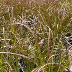 Rotes Lampenputzergras 'Rubrum' Rot, Einjährig, Topf-Ø 19 Cm, 2er-Set 13 Rotes Lampenputzergras 'Rubrum' Rot, Einjährig, Topf-Ø 19 Cm, 2er-Set -Gartenbedarf Verkäufe 0610280032 0610280044 Pennisetum advena Rubrum 2er Set 1 112585