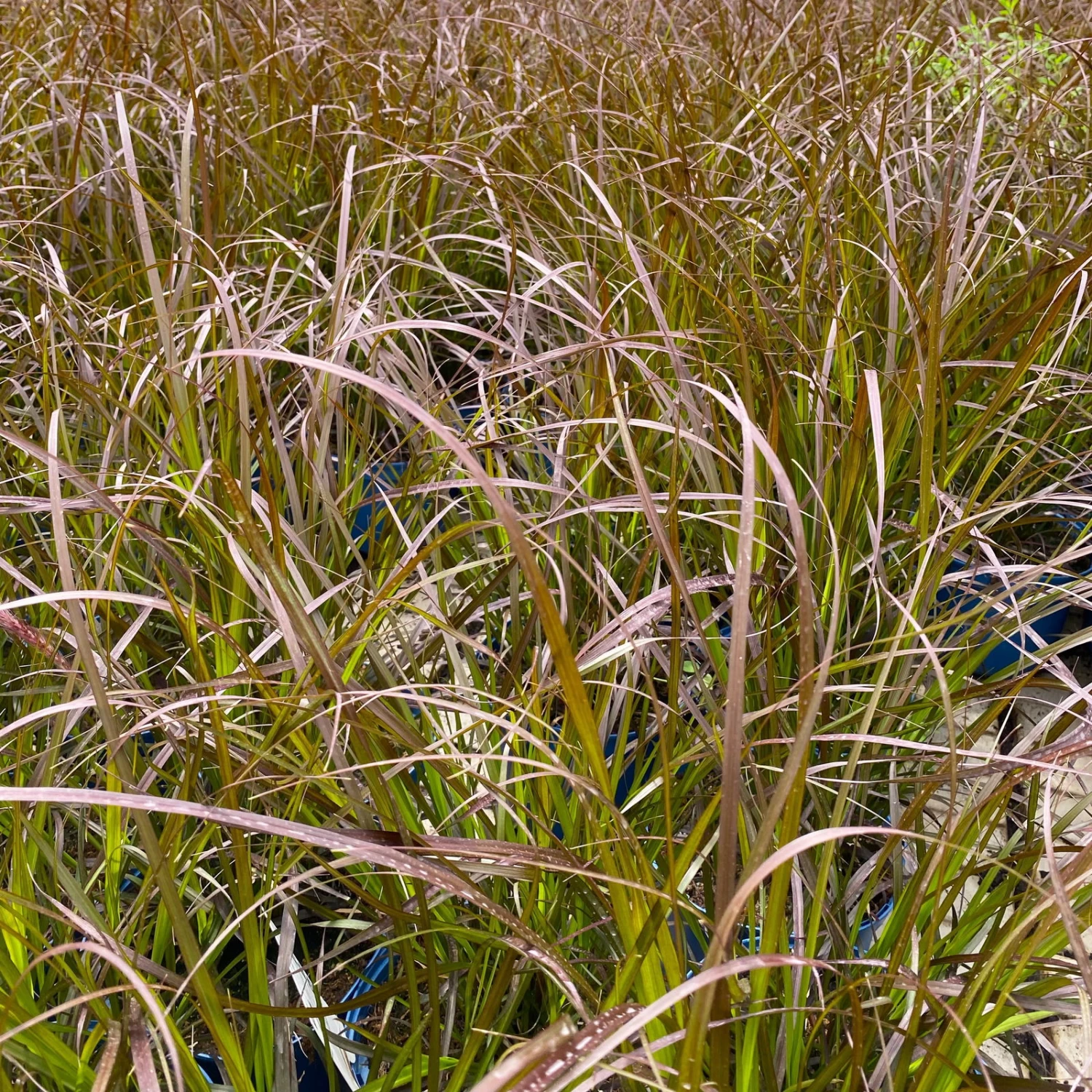 Rotes Lampenputzergras 'Rubrum' Rot, Einjährig, Topf-Ø 19 Cm, 2er-Set 5 Rotes Lampenputzergras 'Rubrum' Rot, Einjährig, Topf-Ø 19 Cm, 2er-Set – Bild 5