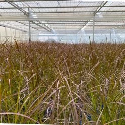 Rotes Lampenputzergras 'Rubrum' Rot, Einjährig, Topf-Ø 19 Cm, 2er-Set 15 Rotes Lampenputzergras 'Rubrum' Rot, Einjährig, Topf-Ø 19 Cm, 2er-Set -Gartenbedarf Verkäufe 0610280032 0610280044 Pennisetum advena Rubrum 2er Set 2 112587