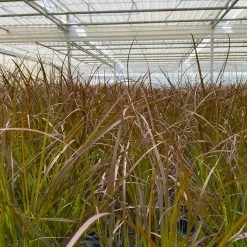 Rotes Lampenputzergras 'Rubrum' Rot, Einjährig, Topf-Ø 19 Cm, 2er-Set 14 Rotes Lampenputzergras 'Rubrum' Rot, Einjährig, Topf-Ø 19 Cm, 2er-Set -Gartenbedarf Verkäufe 0610280032 0610280044 Pennisetum advena Rubrum 2er Set 3 112586