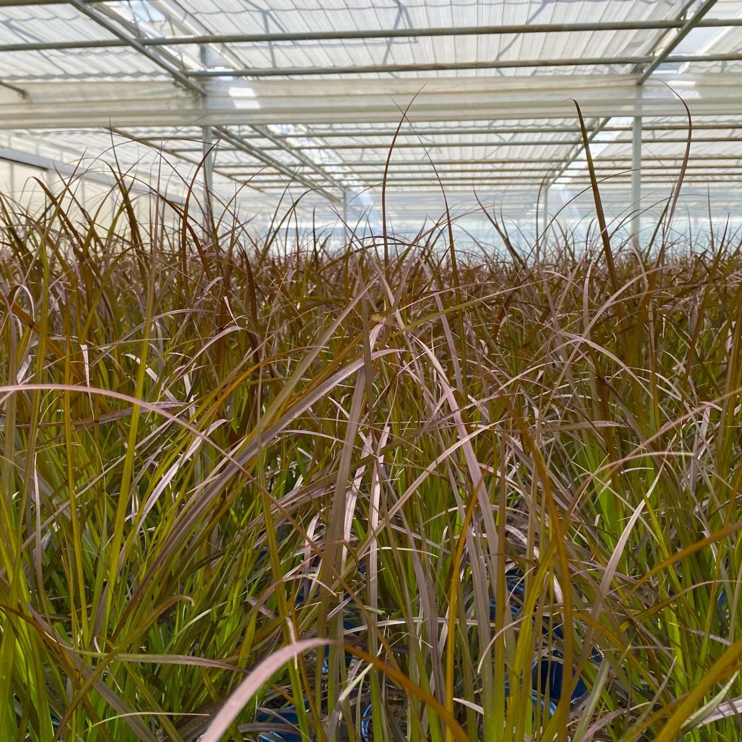 Rotes Lampenputzergras 'Rubrum' Rot, Einjährig, Topf-Ø 19 Cm, 2er-Set 6 Rotes Lampenputzergras 'Rubrum' Rot, Einjährig, Topf-Ø 19 Cm, 2er-Set – Bild 6