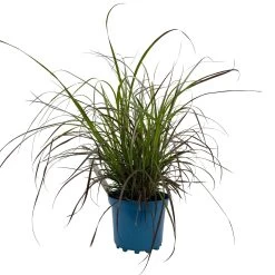 Rotes Lampenputzergras 'Rubrum' Rot, Einjährig, Topf-Ø 19 Cm, 2er-Set 12 Rotes Lampenputzergras 'Rubrum' Rot, Einjährig, Topf-Ø 19 Cm, 2er-Set -Gartenbedarf Verkäufe 0610280032 Pennisetum advena Rubrum T19 2er Set WS 2 96107