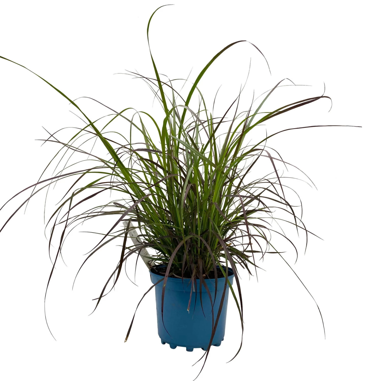 Rotes Lampenputzergras 'Rubrum' Rot, Einjährig, Topf-Ø 19 Cm, 2er-Set 4 Rotes Lampenputzergras 'Rubrum' Rot, Einjährig, Topf-Ø 19 Cm, 2er-Set – Bild 4