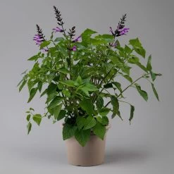 Pfirsichsalbei Lila, Topf-Ø 21 Cm, Höhe Ca. 40 Cm 8 Pfirsichsalbei Lila, Topf-Ø 21 Cm, Höhe Ca. 40 Cm -Gartenbedarf Verkäufe 0610370084 Salvia T21 Lavender H 40 cm 2 125915