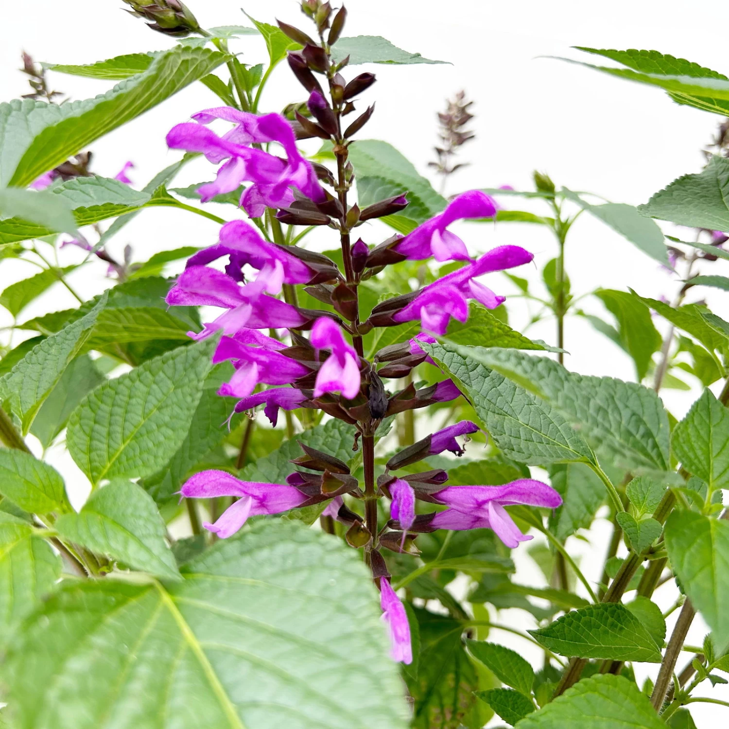 Pfirsichsalbei Lila, Topf-Ø 21 Cm, Höhe Ca. 40 Cm 2 Pfirsichsalbei Lila, Topf-Ø 21 Cm, Höhe Ca. 40 Cm – Bild 2