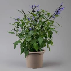Pfirsichsalbei Blau, Topf-Ø 21 Cm, Höhe Ca. 40 Cm 8 Pfirsichsalbei Blau, Topf-Ø 21 Cm, Höhe Ca. 40 Cm -Gartenbedarf Verkäufe 0610370087 Salvia T21 Blue H40cm 2 125992