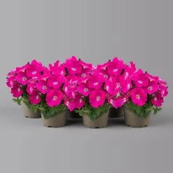 Petunie 'GO!Tunia® Neon Pink'' Neon Pink, Topf-Ø 13 Cm, 6er-Set