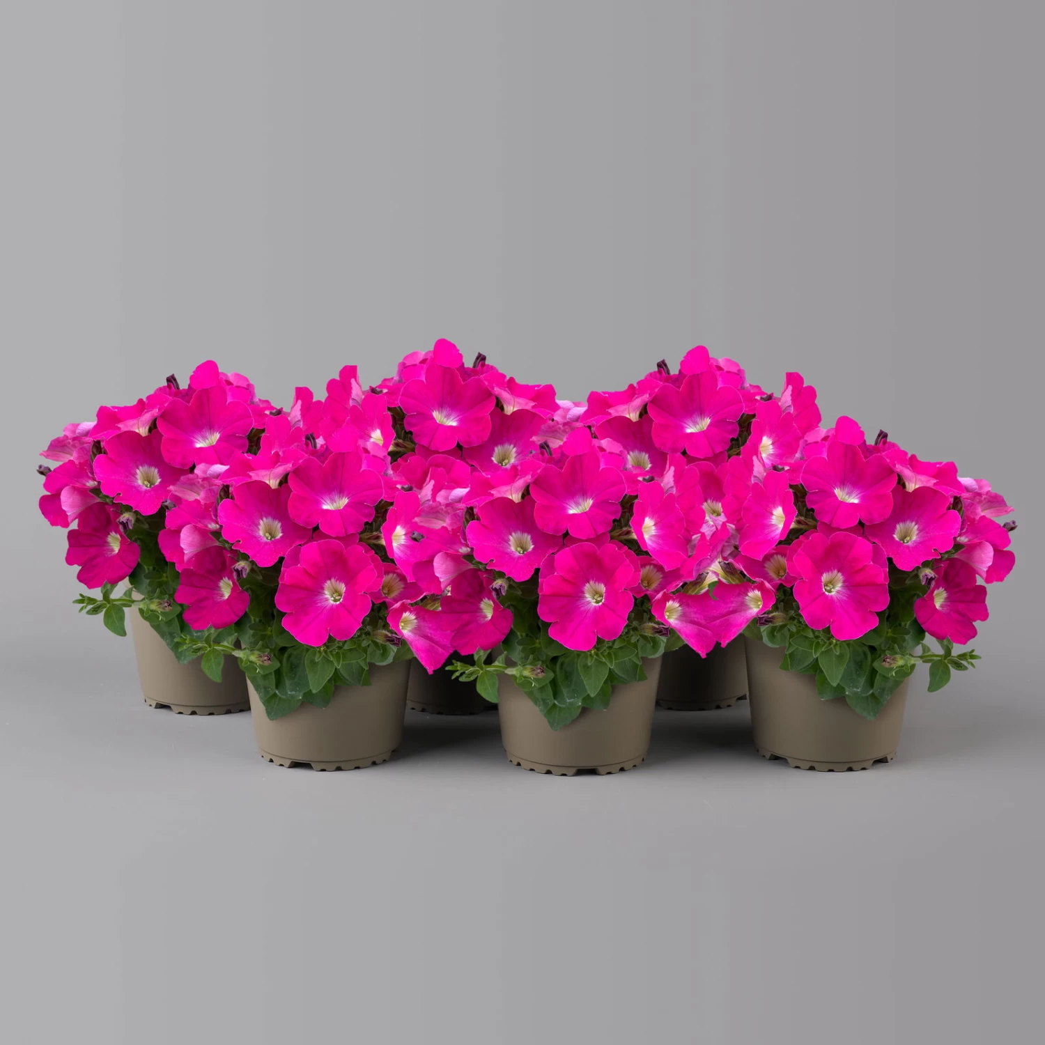 Petunie 'GO!Tunia® Neon Pink'' Neon Pink, Topf-Ø 13 Cm, 6er-Set 1 Petunie 'GO!Tunia® Neon Pink'' Neon Pink, Topf-Ø 13 Cm, 6er-Set