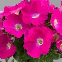 Petunie 'GO!Tunia® Neon Pink'' Neon Pink, Topf-Ø 13 Cm, 6er-Set 7 Petunie 'GO!Tunia® Neon Pink'' Neon Pink, Topf-Ø 13 Cm, 6er-Set -Gartenbedarf Verkäufe 0613170177 petunia neon pink set 2 122589