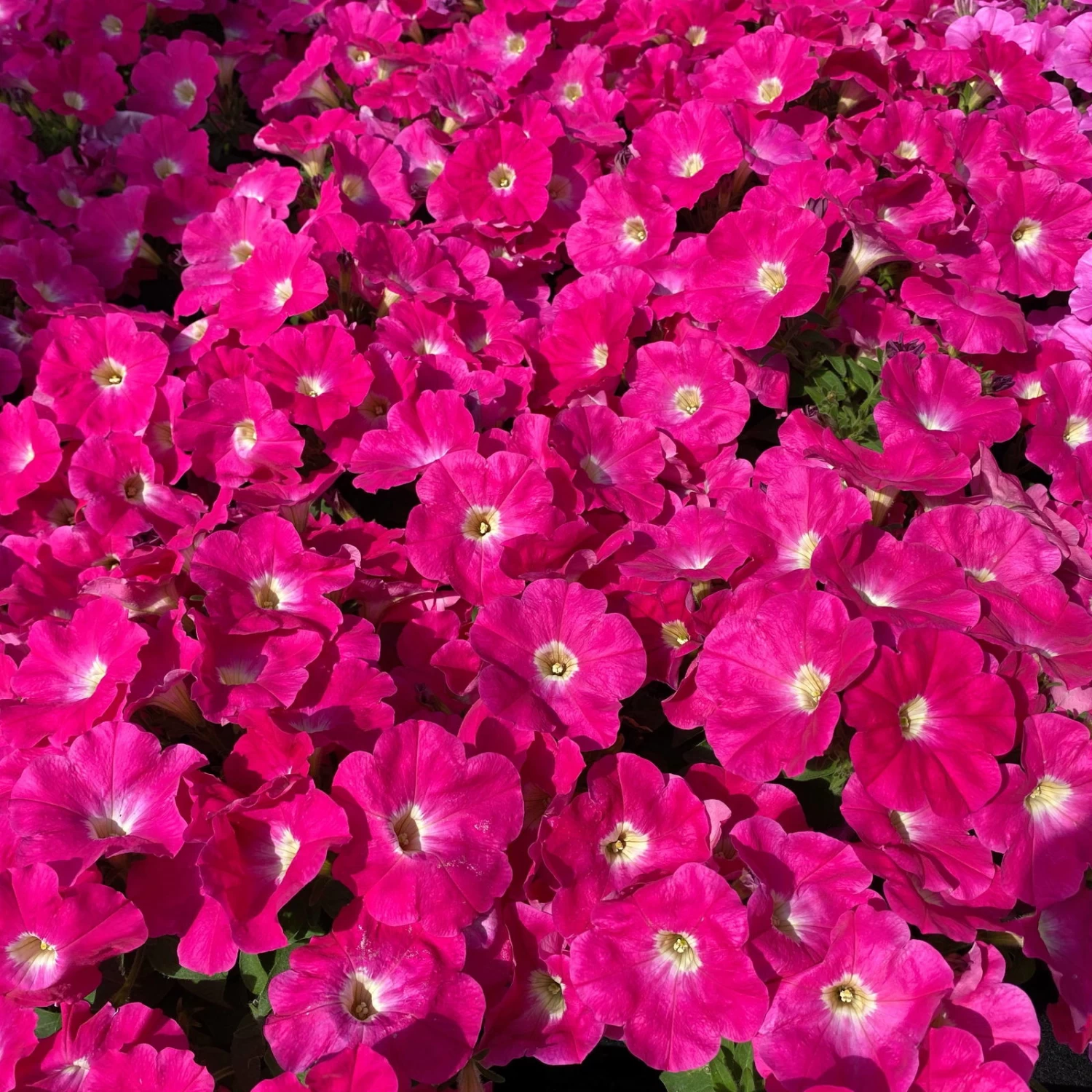 Petunie 'GO!Tunia® Neon Pink'' Neon Pink, Topf-Ø 13 Cm, 6er-Set 2 Petunie 'GO!Tunia® Neon Pink'' Neon Pink, Topf-Ø 13 Cm, 6er-Set – Bild 2