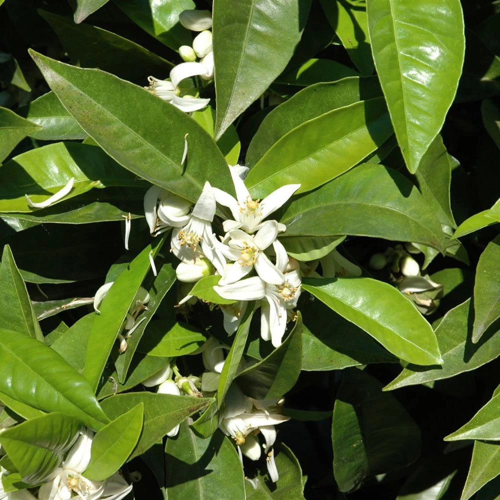 Orangenbaum, Stamm, Topf-Ø Ca. 24 Cm, Höhe Ca. 140 Cm 5 Orangenbaum, Stamm, Topf-Ø Ca. 24 Cm, Höhe Ca. 140 Cm – Bild 5