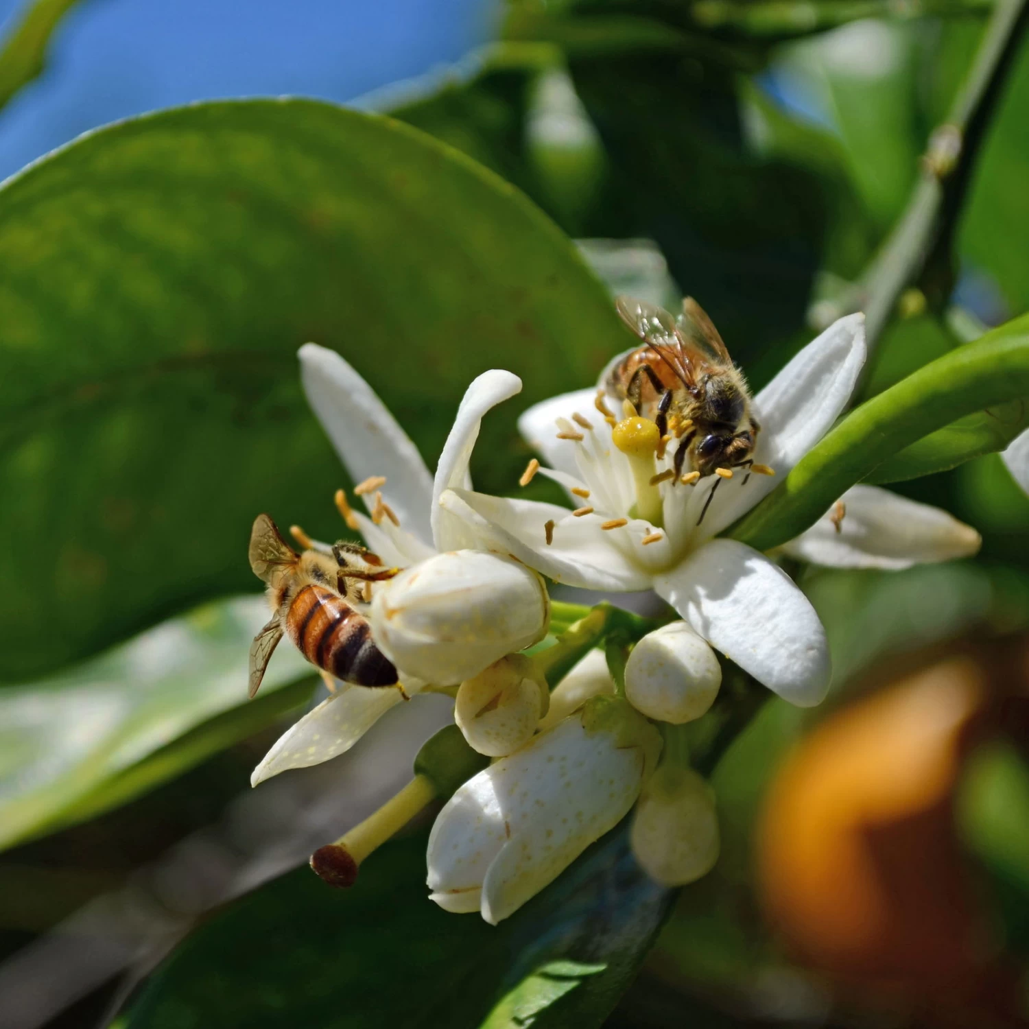 Orangenbaum, Stamm, Topf-Ø Ca. 24 Cm, Höhe Ca. 140 Cm 2 Orangenbaum, Stamm, Topf-Ø Ca. 24 Cm, Höhe Ca. 140 Cm – Bild 2