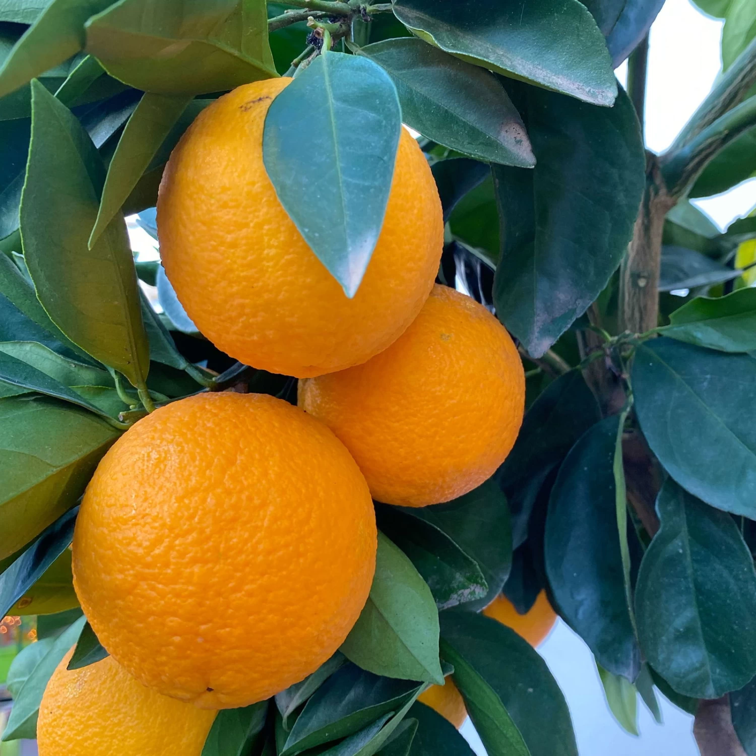 Orangenbaum, Stamm, Topf-Ø Ca. 24 Cm, Höhe Ca. 140 Cm 1 Orangenbaum, Stamm, Topf-Ø Ca. 24 Cm, Höhe Ca. 140 Cm