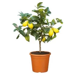 Zitronenbaum, Stamm, Topf-Ø 22 Cm, Höhe Ca. 70 Cm