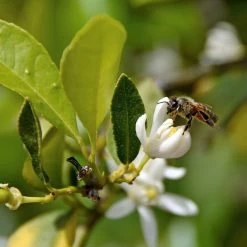 Limette 'Lima Verde', Stamm, Topf-Ø 20 Cm, Höhe Ca. 60 Cm 10 Limette 'Lima Verde', Stamm, Topf-Ø 20 Cm, Höhe Ca. 60 Cm -Gartenbedarf Verkäufe 0630100730 KB Citrus latifolia Mini Stamm T15 Lima verde WS 2 98112