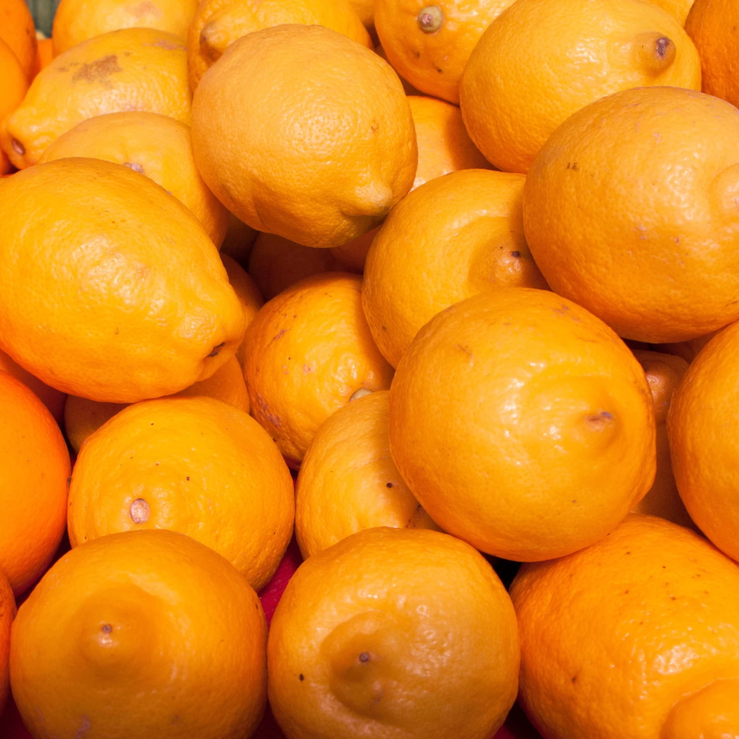 Meyers Zitrone, Stamm,Topf-Ø 20 Cm, Höhe Ca. 60 Cm 1 Meyers Zitrone, Stamm,Topf-Ø 20 Cm, Höhe Ca. 60 Cm