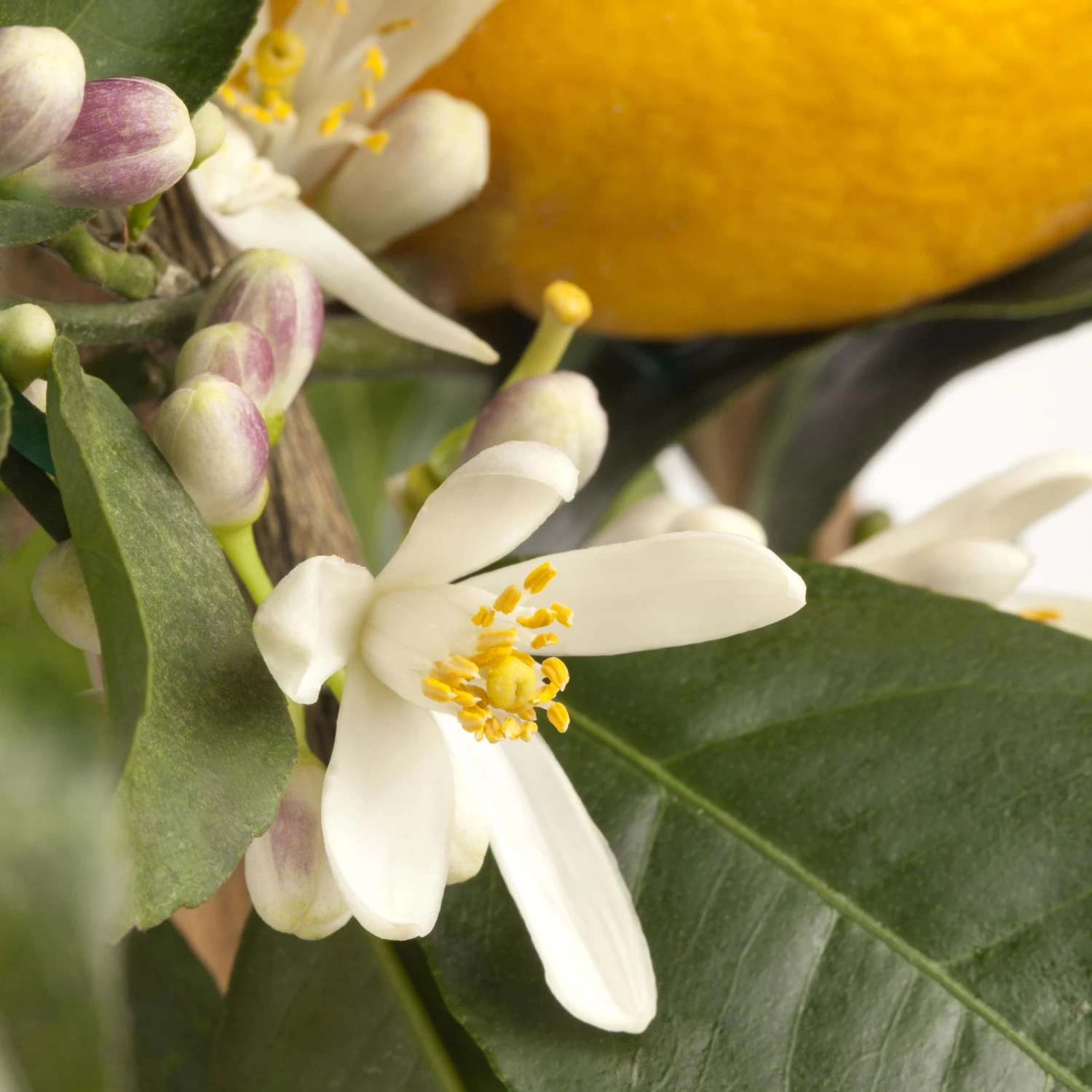 Meyers Zitrone, Stamm,Topf-Ø 20 Cm, Höhe Ca. 60 Cm 2 Meyers Zitrone, Stamm,Topf-Ø 20 Cm, Höhe Ca. 60 Cm – Bild 2