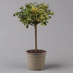 Calamondin 'Variegata', Stamm, Topf-Ø 20 Cm, Höhe 70 Cm -Gartenbedarf Verkäufe 0630100811 KBCitrus madurensis Variegata T20 3162 Buntlaubige Calamondin H60 2 125595