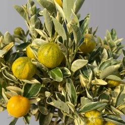 Calamondin 'Variegata', Stamm, Topf-Ø 20 Cm, Höhe 70 Cm -Gartenbedarf Verkäufe 0630100811 KBCitrus madurensis Variegata T20 3162 Buntlaubige Calamondin H60 3 125596