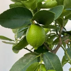 Limette 'Lima Verde', Stamm, Topf-Ø 20 Cm, Höhe Ca. 60 Cm 11 Limette 'Lima Verde', Stamm, Topf-Ø 20 Cm, Höhe Ca. 60 Cm -Gartenbedarf Verkäufe 0630300016 Citrus latifolia Stamm T20 8 104271