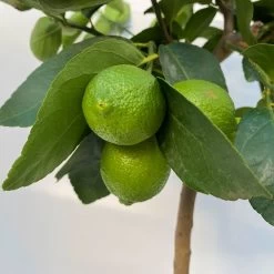 Limette 'Lima Verde', Stamm, Topf-Ø 20 Cm, Höhe Ca. 60 Cm 12 Limette 'Lima Verde', Stamm, Topf-Ø 20 Cm, Höhe Ca. 60 Cm -Gartenbedarf Verkäufe 0630300016 Citrus latifolia Stamm T20 9 104272