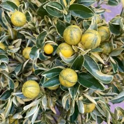 Calamondin 'Variegata', Stamm, Topf-Ø 20 Cm, Höhe 70 Cm -Gartenbedarf Verkäufe 0630400078 Citrus madurensis Variegata Buntlaubige Calamondin 2 104835