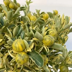 Calamondin 'Variegata', Stamm, Topf-Ø 20 Cm, Höhe 70 Cm -Gartenbedarf Verkäufe 0630400078 Citrus madurensis Variegata T20 6 104293