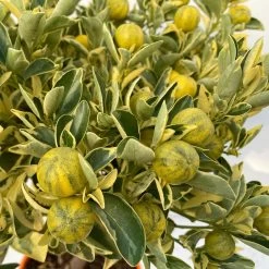 Calamondin 'Variegata', Stamm, Topf-Ø 20 Cm, Höhe 70 Cm -Gartenbedarf Verkäufe 0630400078 Citrus madurensis Variegata T20 7 104292