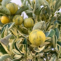 Calamondin 'Variegata', Stamm, Topf-Ø 20 Cm, Höhe 70 Cm -Gartenbedarf Verkäufe 0630400078 Citrus madurensis Variegata T20 8 104294