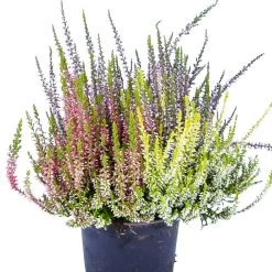 Knospenheide 'High Five®' Fünffarbig, Topf-Ø 13 Cm, 3er-Set 9 Knospenheide 'High Five®' Fünffarbig, Topf-Ø 13 Cm, 3er-Set -Gartenbedarf Verkäufe 0650100266 KB Calluna vulgaris HighFive T13 5 Farben im Topf H25 45095