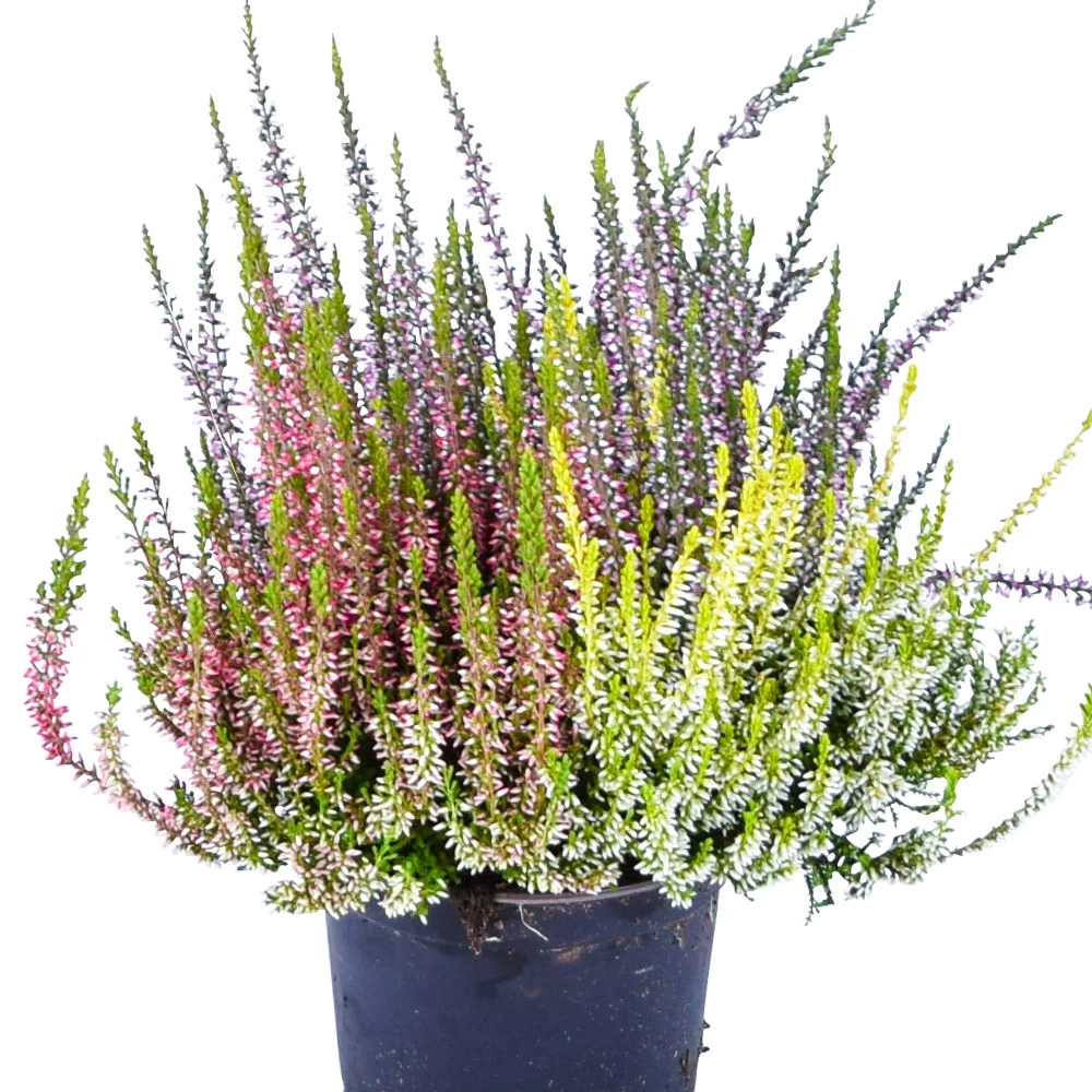 Knospenheide 'High Five®' Fünffarbig, Topf-Ø 13 Cm, 3er-Set 4 Knospenheide 'High Five®' Fünffarbig, Topf-Ø 13 Cm, 3er-Set – Bild 4