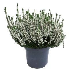 Knospenheide, Weiß, Topf-Ø 17 Cm, 3er-Set 14 Knospenheide, Weiß, Topf-Ø 17 Cm, 3er-Set -Gartenbedarf Verkäufe 0650100439 KB Calluna vulgaris T17 weiss Set 4 81488