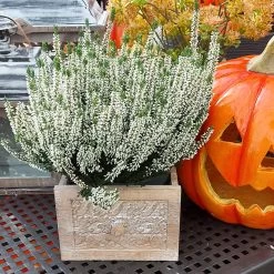 Knospenheide, Weiß, Topf-Ø 17 Cm, 3er-Set 16 Knospenheide, Weiß, Topf-Ø 17 Cm, 3er-Set -Gartenbedarf Verkäufe 0650100439 KB Calluna vulgaris T17 weiss Set 81486