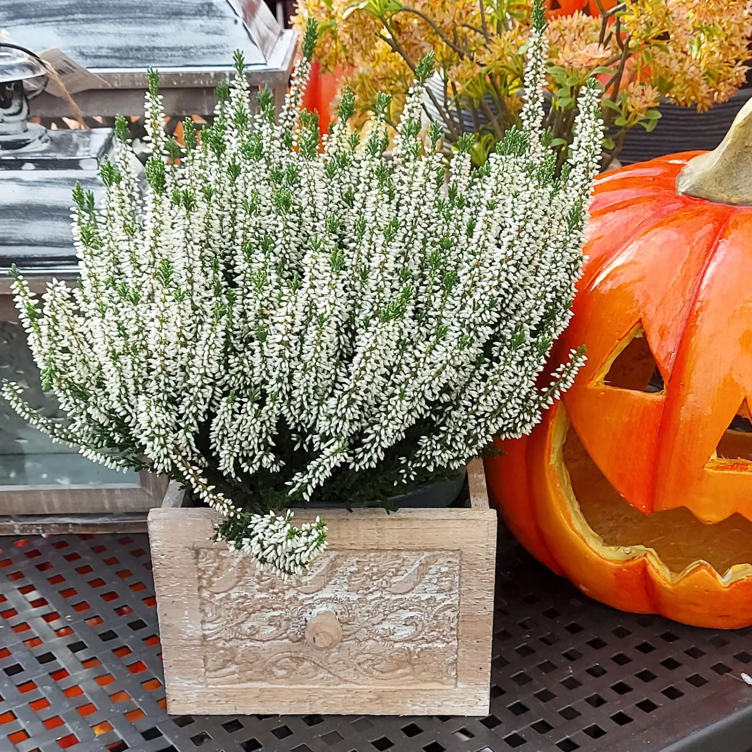 Knospenheide, Weiß, Topf-Ø 17 Cm, 3er-Set 6 Knospenheide, Weiß, Topf-Ø 17 Cm, 3er-Set – Bild 6