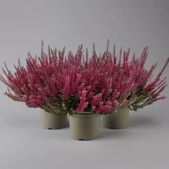 Knospenheide, Rot, Topf-Ø 17 Cm, 3er-Set