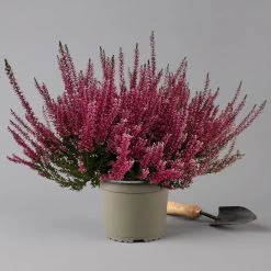 Knospenheide, Rot, Topf-Ø 17 Cm, 3er-Set 9 Knospenheide, Rot, Topf-Ø 17 Cm, 3er-Set -Gartenbedarf Verkäufe 0650100497 Calluna vulgaris T17 rot Knospenblueher 3erSet 2 126018