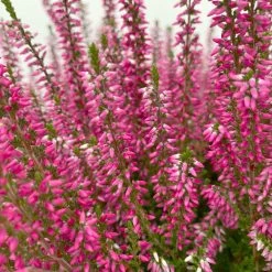 Knospenheide, Rot, Topf-Ø 17 Cm, 3er-Set 8 Knospenheide, Rot, Topf-Ø 17 Cm, 3er-Set -Gartenbedarf Verkäufe 0650100497 Calluna vulgaris T17 rot Knospenblueher 3erSet 4 125771