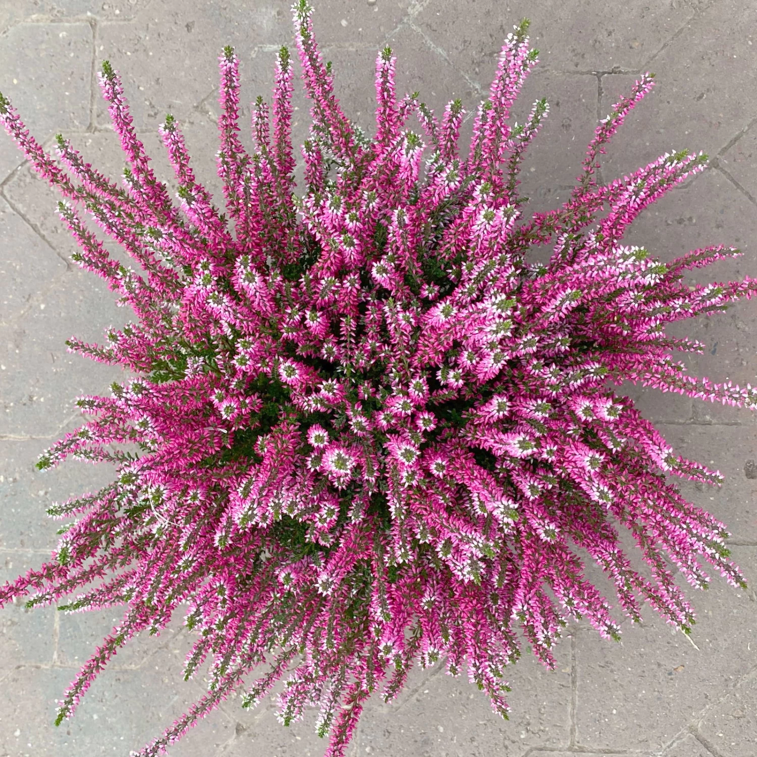 Knospenheide, Rot, Topf-Ø 17 Cm, 3er-Set 2 Knospenheide, Rot, Topf-Ø 17 Cm, 3er-Set – Bild 2