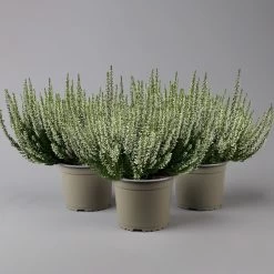 Knospenheide, Weiß, Topf-Ø 17 Cm, 3er-Set