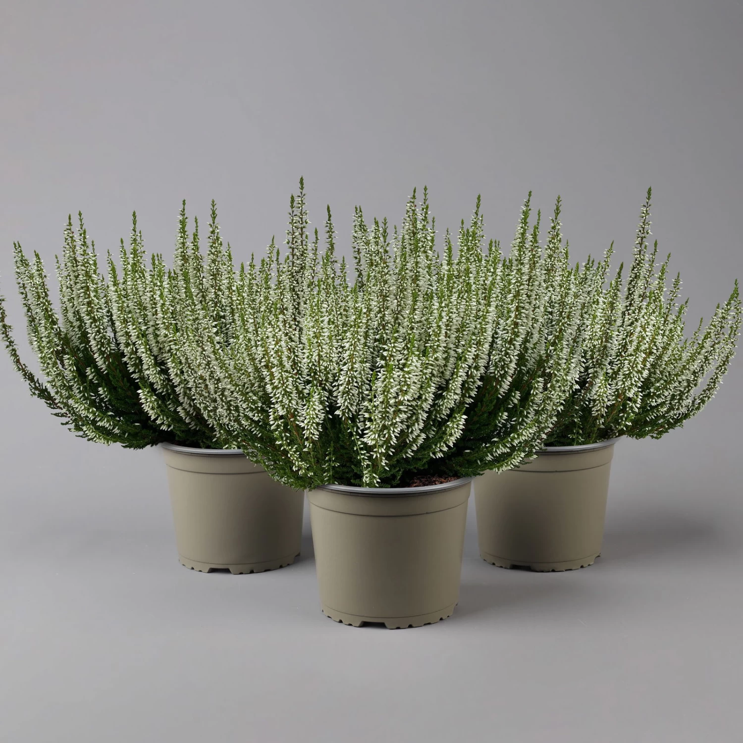 Knospenheide, Weiß, Topf-Ø 17 Cm, 3er-Set 1 Knospenheide, Weiß, Topf-Ø 17 Cm, 3er-Set