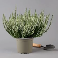 Knospenheide, Weiß, Topf-Ø 17 Cm, 3er-Set 13 Knospenheide, Weiß, Topf-Ø 17 Cm, 3er-Set -Gartenbedarf Verkäufe 0650100498 Calluna vulgaris T17 weiss knospenblueher 3erSet 2 126020