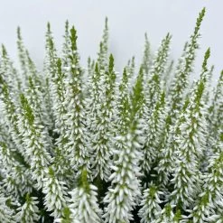 Knospenheide, Weiß, Topf-Ø 17 Cm, 3er-Set 19 Knospenheide, Weiß, Topf-Ø 17 Cm, 3er-Set -Gartenbedarf Verkäufe 0650100498 Calluna vulgaris T17 weiss knospenblueher 3erSet 2 125774